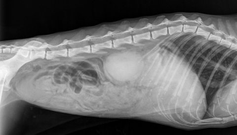 RX Urología